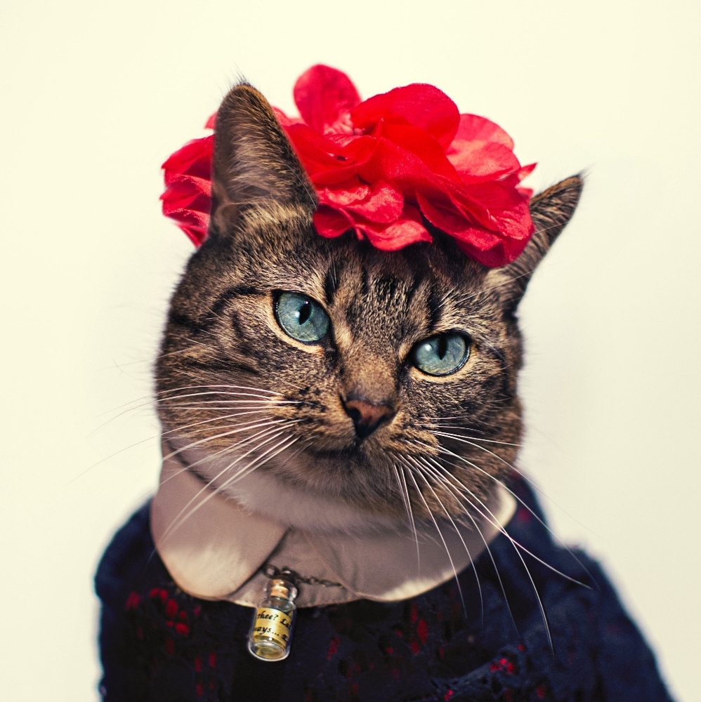 Meet your Posher, Holly